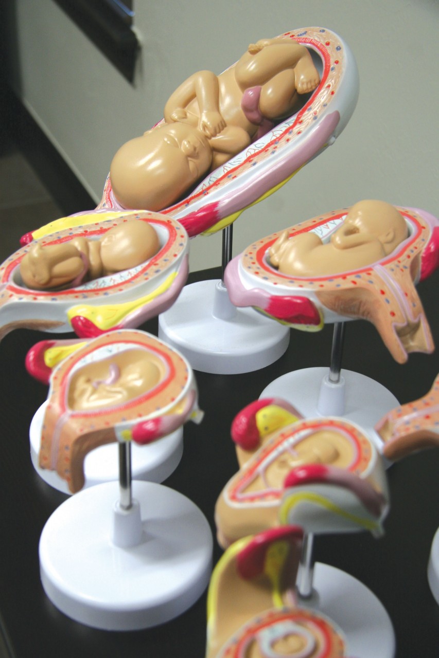 Inside an examination room at Edmond Pregnancy Resources sit models of the size of an unborn baby at different stages of pregnancy.