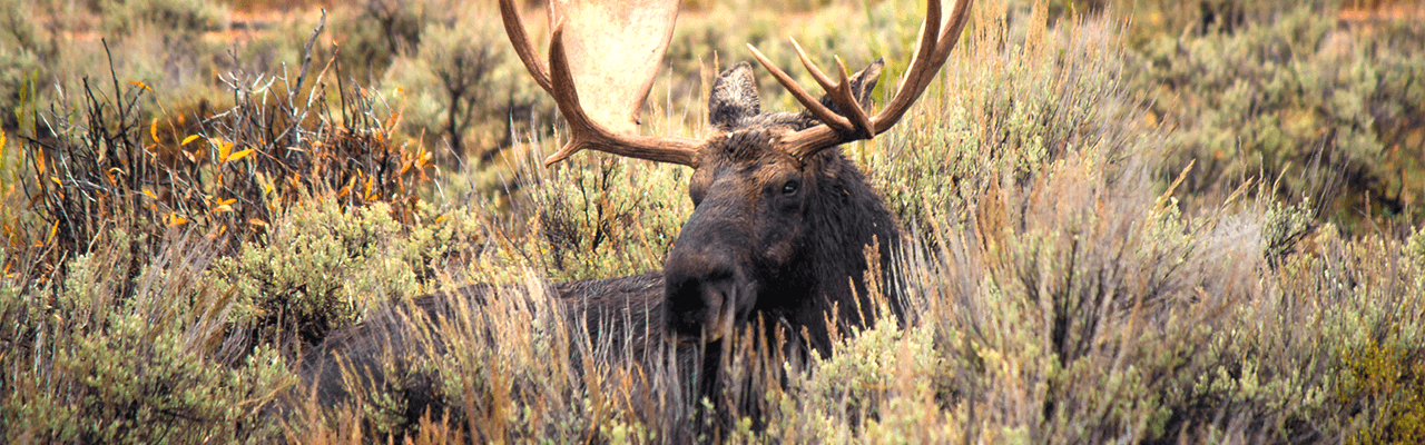Rite of passage: Foods that would choke a moose
