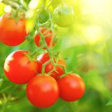 BLOG: God Himself Planted a Garden