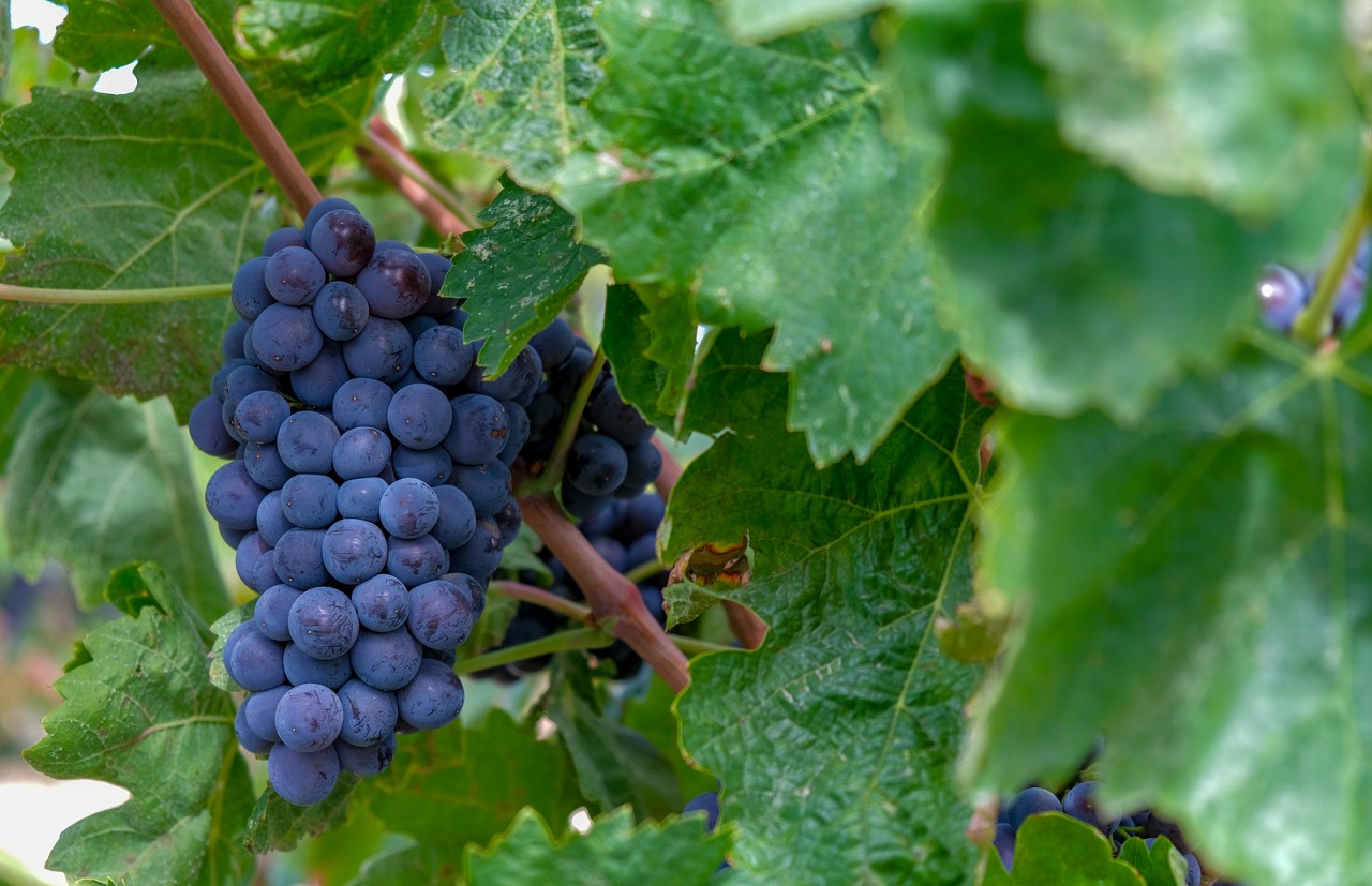 BLOG: Changing the shape of grapes