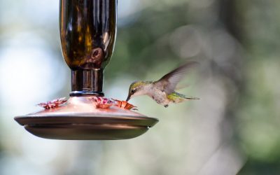 Rite of Passage: The hawk and the hummingbird