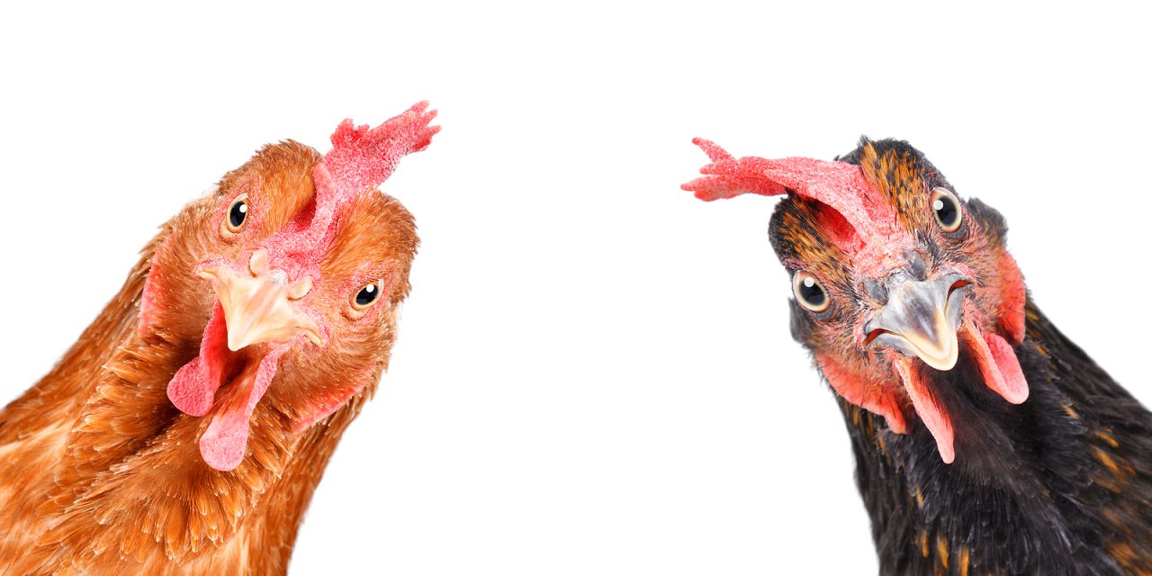 BLOG: Dirty chickens