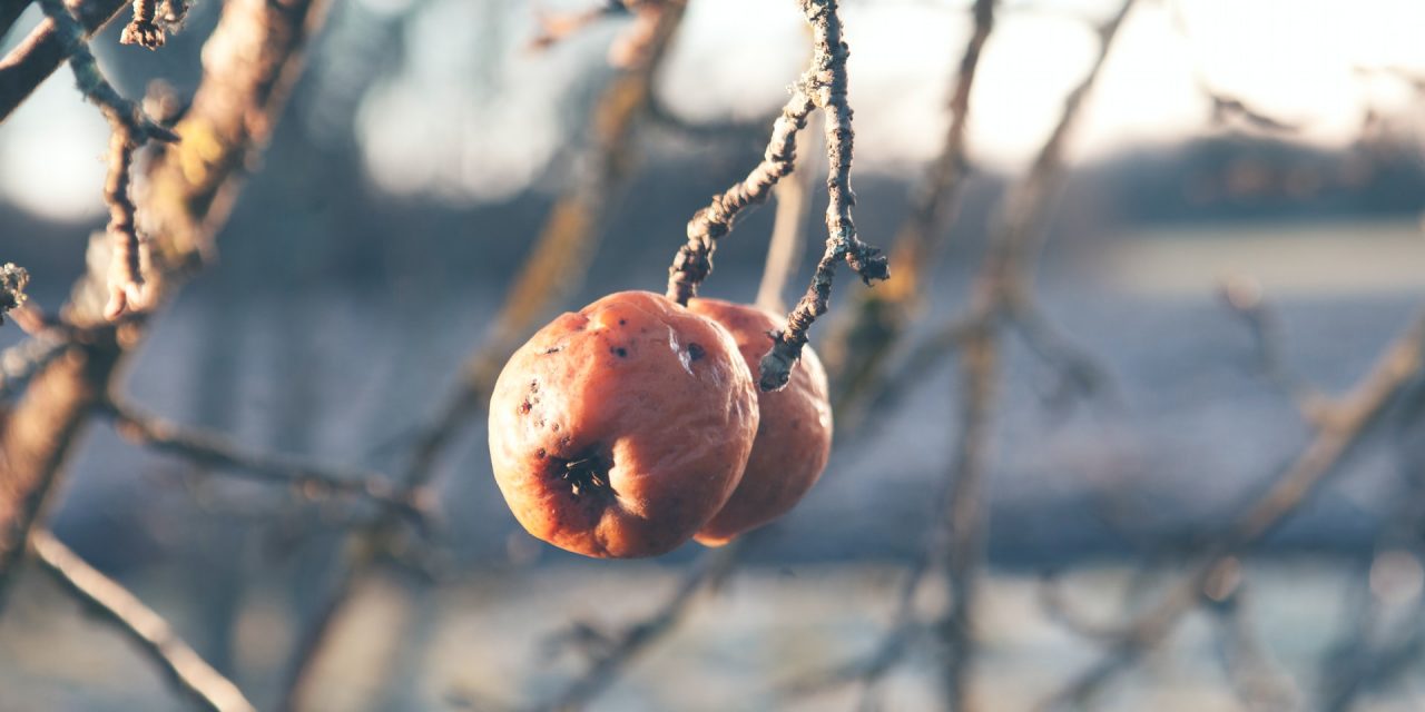 BLOG: Can persimmons predict?