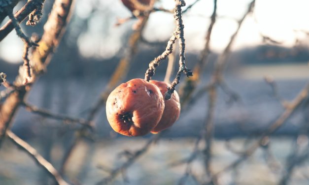 BLOG: Can persimmons predict?