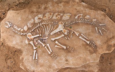 Rite of passage: Dinosaur dung, revisited