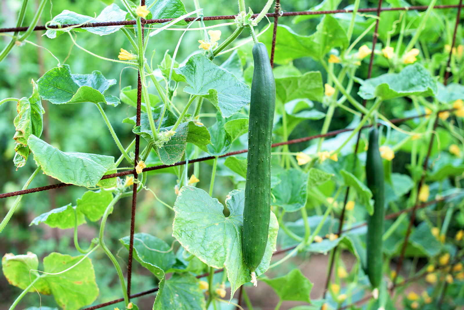 blog-promising-trellises-baptist-messenger-of-oklahoma