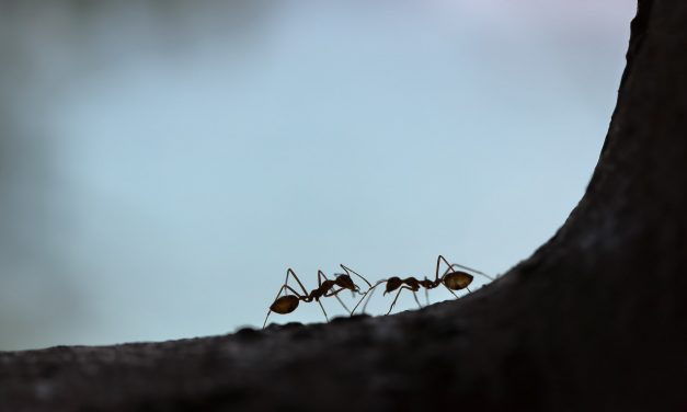 BLOG: Go to the ant