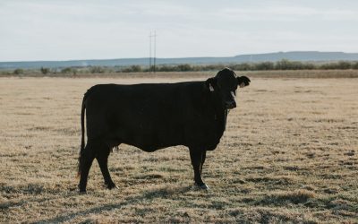 Rite of passage: Questions and answers