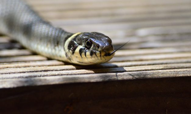 BLOG: There’s still a snake in your house