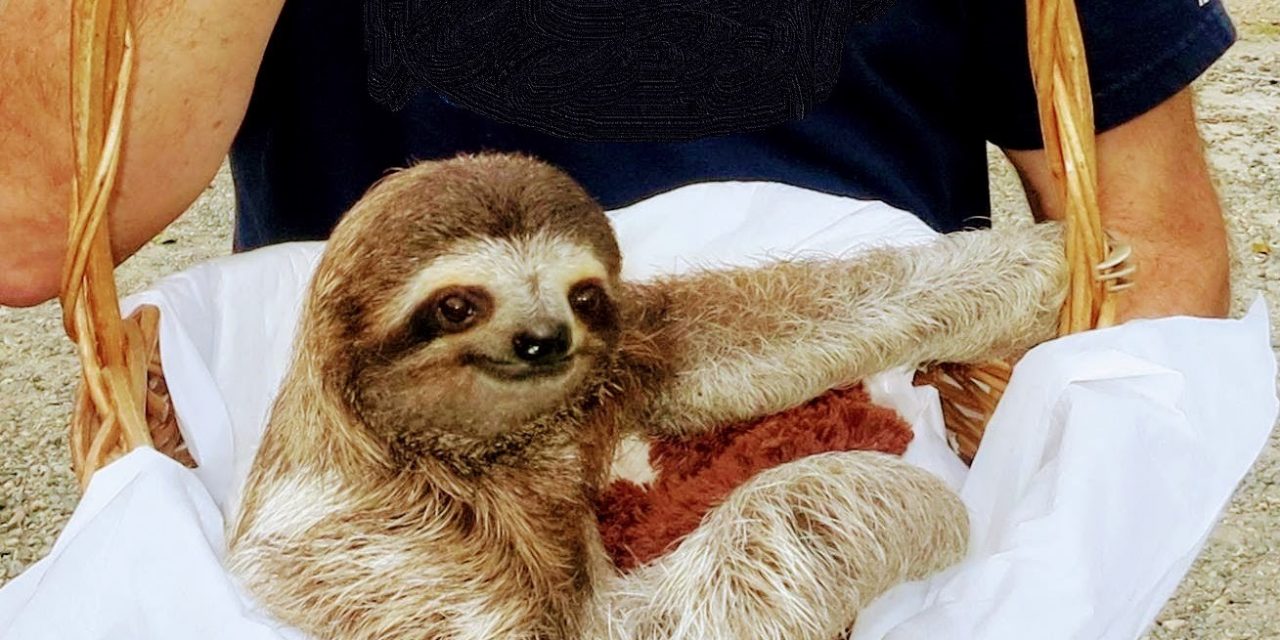 Rite of Passage: In search of sloths—or not