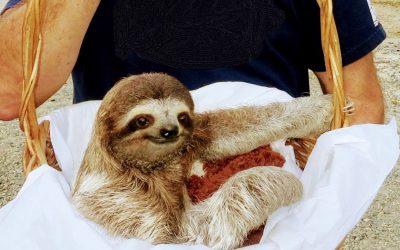 Rite of Passage: In search of sloths—or not