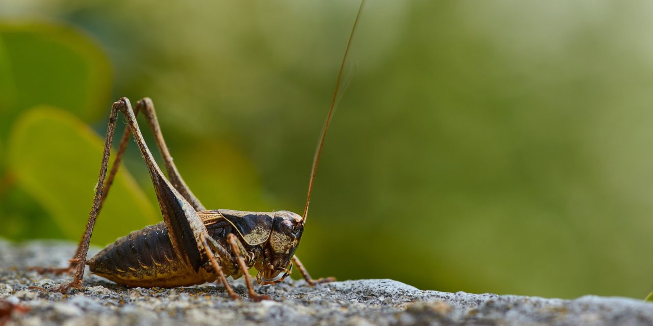 Blog: Crickets