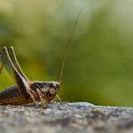 Blog: Crickets