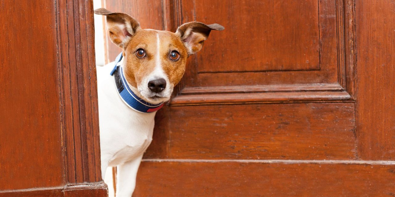 BLOG: Doggone Crazy