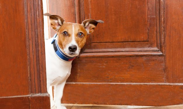BLOG: Doggone Crazy
