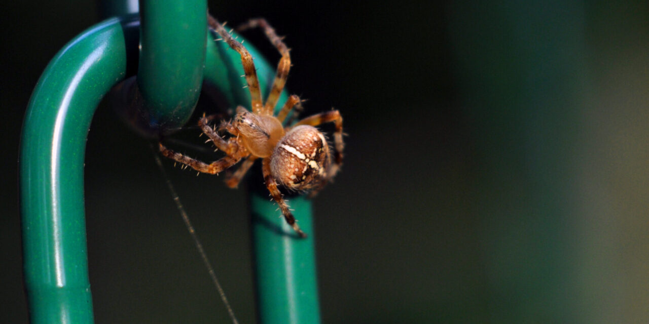 Just Joe – A Surprise Visitor